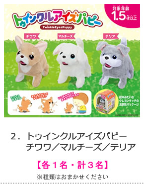 トゥインクルアイズパピー　チワワ／マルチーズ／テリア